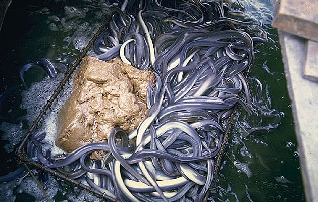 Lo&agrave;i động vật d&agrave;i tới 1,5m từng ghi nhận ngay ở H&agrave; Nội: 91 năm sau, t&igrave;nh trạng hiện nay g&acirc;y tiếc nuối- Ảnh 2.