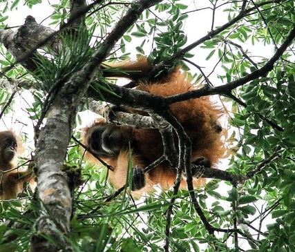 Lo&agrave;i vật qu&yacute; hiếm bậc nhất h&agrave;nh tinh, cả thế giới chỉ c&ograve;n khoảng 800 c&aacute; thể - Ảnh 4.