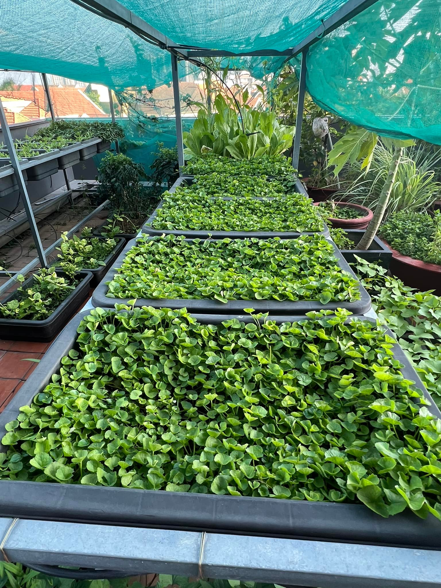 Mỹ nh&acirc;n Việt l&agrave;m chủ 3 c&ocirc;ng ty, sống trong nh&agrave; phố 100m2, s&acirc;n thượng trồng g&igrave; m&agrave; l&uacute;c n&agrave;o cũng trĩu quả?- Ảnh 6.