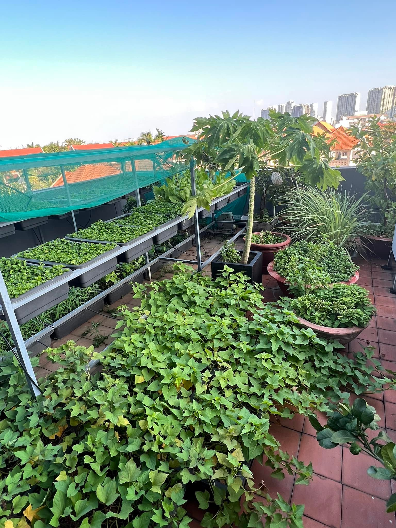 Mỹ nh&acirc;n Việt l&agrave;m chủ 3 c&ocirc;ng ty, sống trong nh&agrave; phố 100m2, s&acirc;n thượng trồng g&igrave; m&agrave; l&uacute;c n&agrave;o cũng trĩu quả?- Ảnh 7.