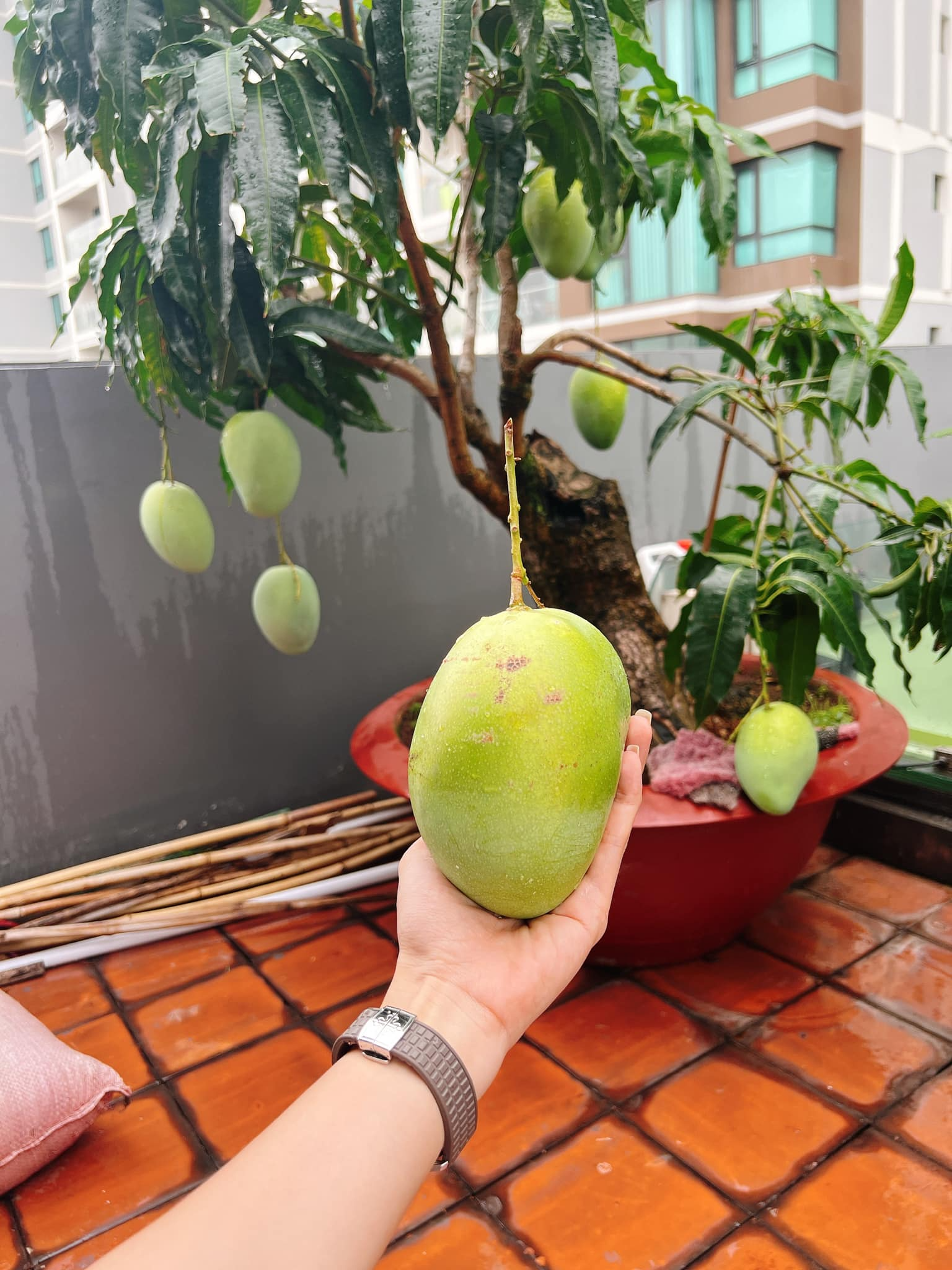 Mỹ nh&acirc;n Việt l&agrave;m chủ 3 c&ocirc;ng ty, sống trong nh&agrave; phố 100m2, s&acirc;n thượng trồng g&igrave; m&agrave; l&uacute;c n&agrave;o cũng trĩu quả?- Ảnh 12.