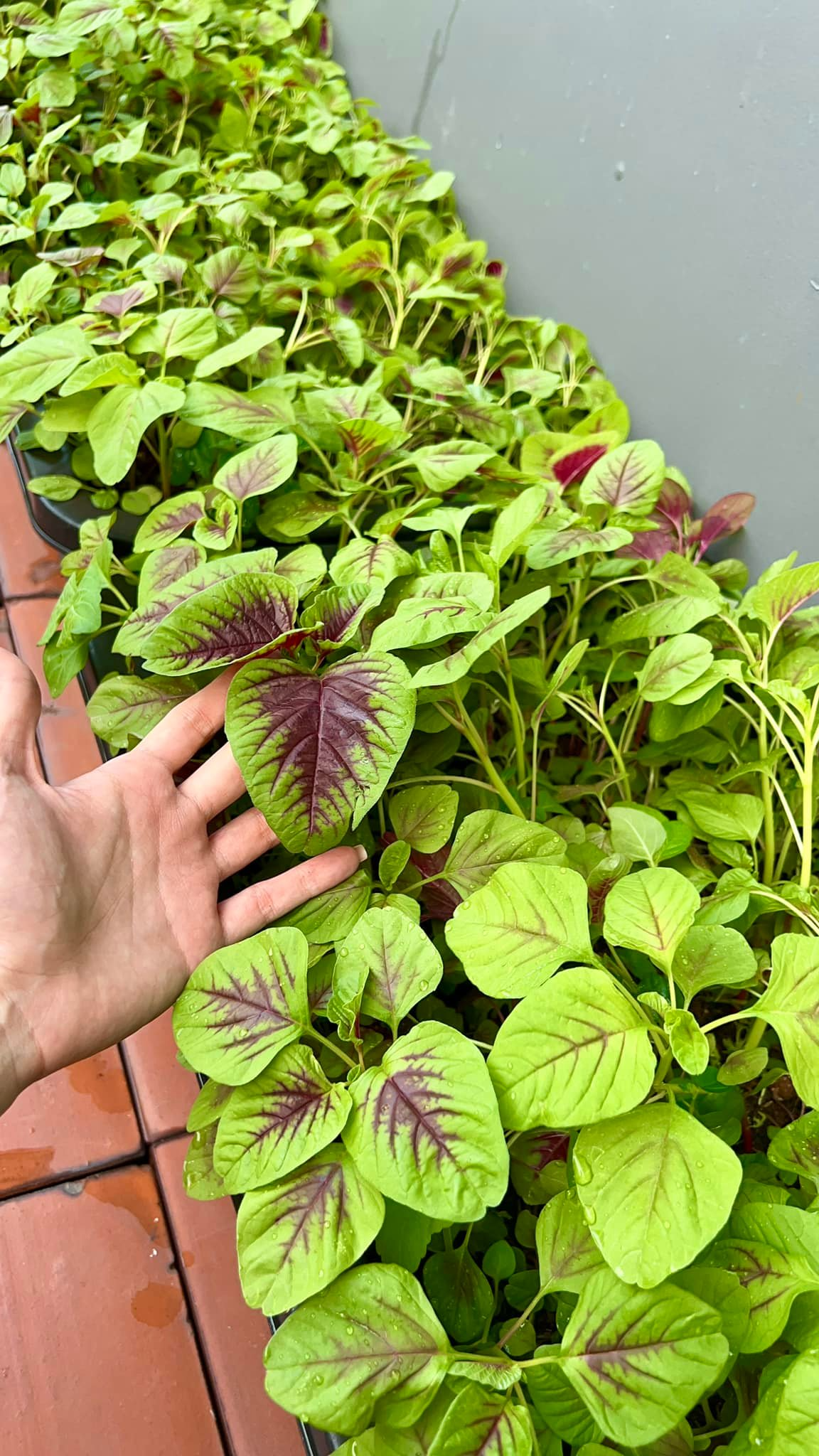 Mỹ nh&acirc;n Việt l&agrave;m chủ 3 c&ocirc;ng ty, sống trong nh&agrave; phố 100m2, s&acirc;n thượng trồng g&igrave; m&agrave; l&uacute;c n&agrave;o cũng trĩu quả?- Ảnh 8.