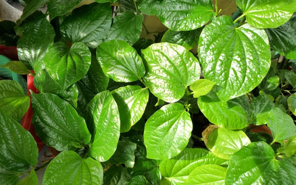 Đi ch&acirc;n trần trong nh&agrave; lợi hay hại? C&acirc;u trả lời của b&aacute;c sĩ c&oacute; thể khiến bạn bất ngờ - Ảnh 2.