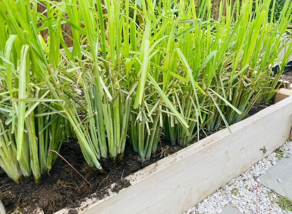 4 lời khuy&ecirc;n ch&acirc;n th&agrave;nh d&agrave;nh cho những gia đ&igrave;nh đang trồng sả - Ảnh 1.