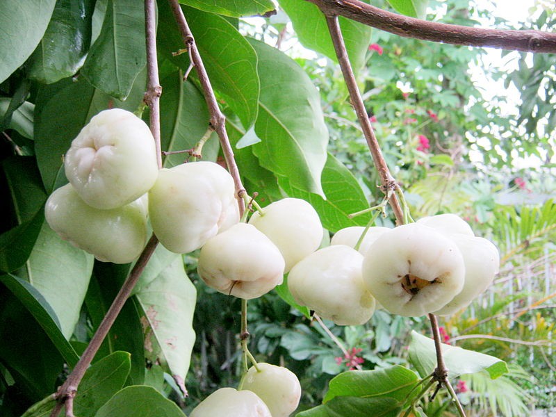 Quả qu&ecirc; ch&iacute;n rụng &iacute;t ai nhặt: Sang nước ngo&agrave;i gi&aacute; v&agrave;i trăm ngh&igrave;n/kg, được v&iacute; như 'vua tr&aacute;i c&acirc;y'  - Ảnh 1.