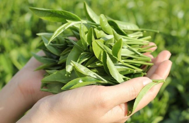 3 lợi &iacute;ch đặc biệt m&agrave; nam giới c&oacute; được nhờ thường xuy&ecirc;n uống tr&agrave; xanh- Ảnh 2.