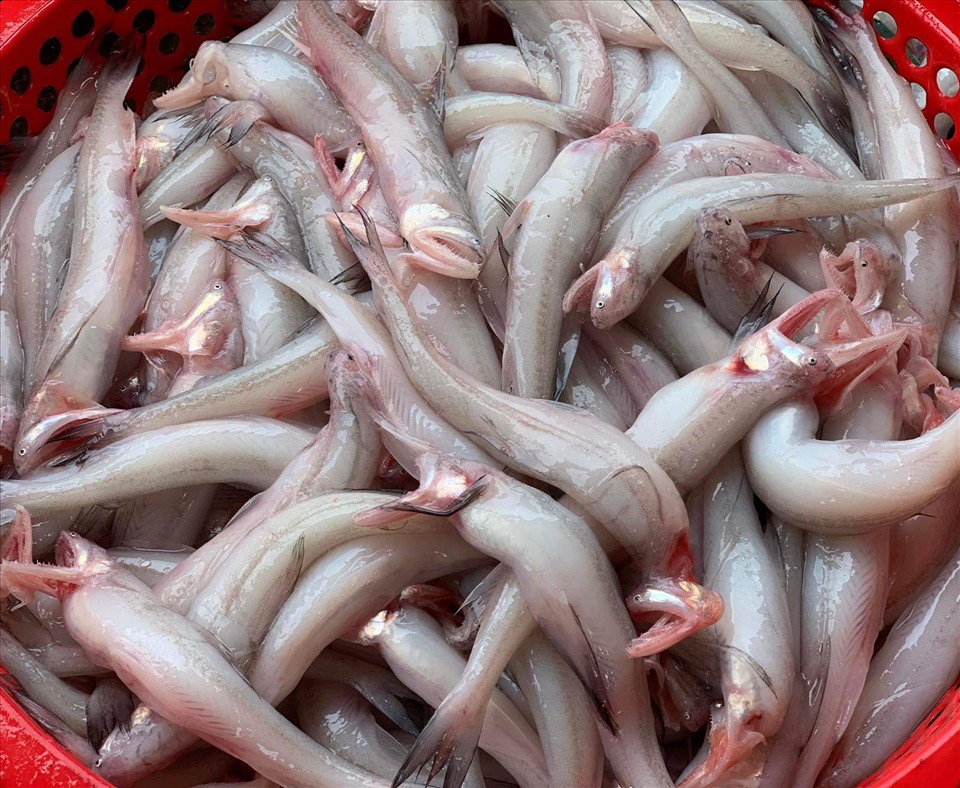 Loại c&aacute; l&agrave; đặc sản biển nổi tiếng c&oacute; gi&aacute; trị dinh dưỡng cao, mang lại nhiều lợi cho sức khỏe - Ảnh 2.