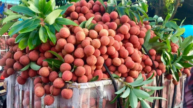 Tin buồn với loại quả &ldquo;phi tử tiếu&rdquo; được h&agrave;ng triệu người VN v&agrave; TQ say m&ecirc;, c&oacute; loại gi&aacute; gần 600.000 đồng/kg - Ảnh 3.
