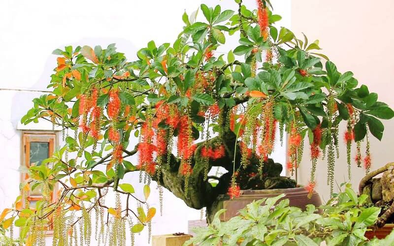 5 loại c&acirc;y kh&ocirc;ng n&ecirc;n trồng trước cửa nh&agrave;: C&acirc;y c&agrave;ng xanh tốt nh&agrave; c&agrave;ng suy - Ảnh 4.