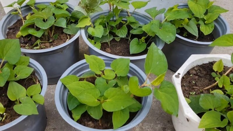 5 l&yacute; do v&igrave; sao n&ecirc;n trồng 1 chậu rau diếp c&aacute; trong nh&agrave; - Ảnh 1.