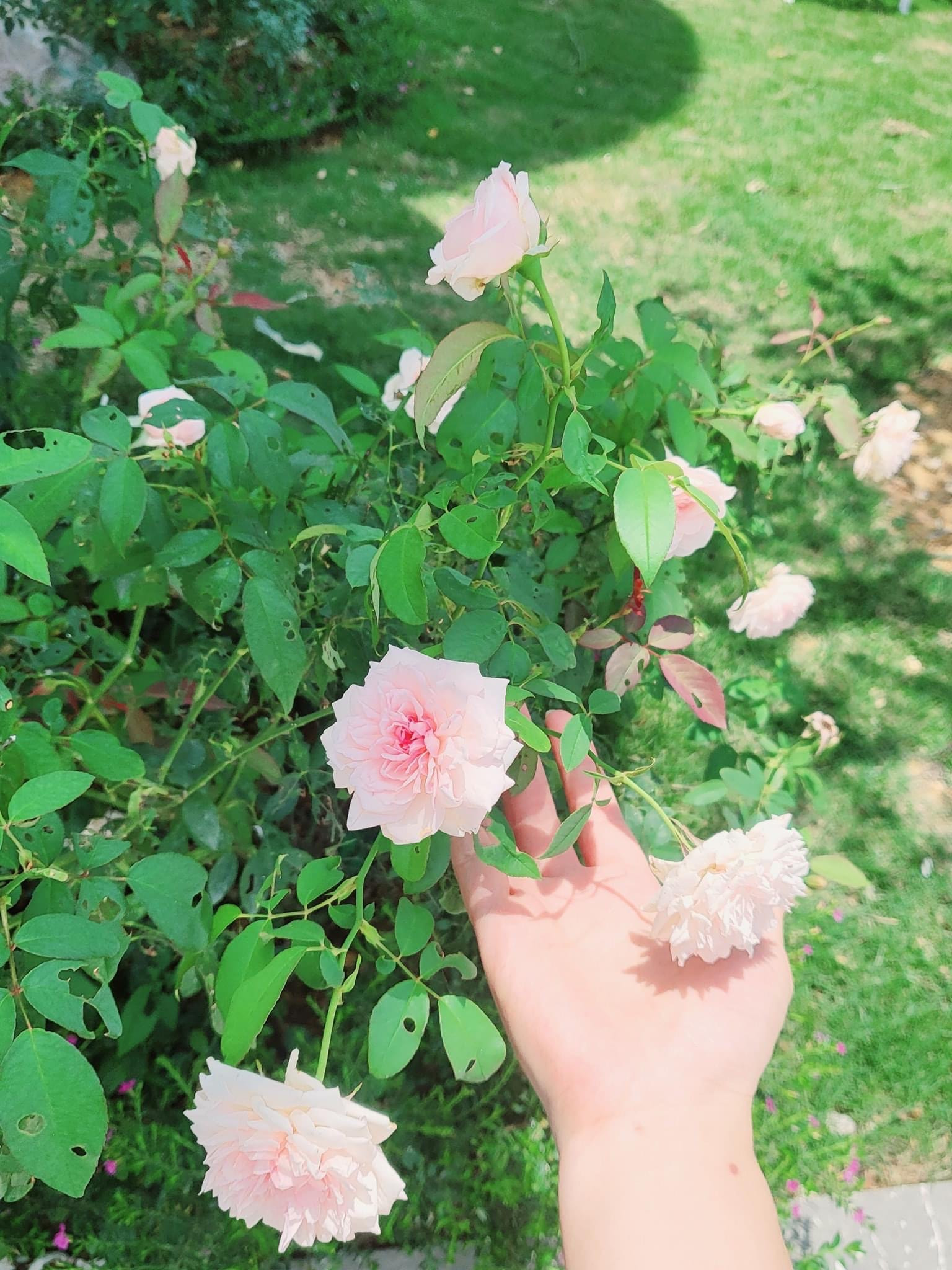 "Nam thần showbiz" cưới c&ocirc; bạn thanh mai tr&uacute;c m&atilde;: Đồng vợ đồng chồng, li&ecirc;n tục tậu bất động sản bạc tỷ- Ảnh 19.