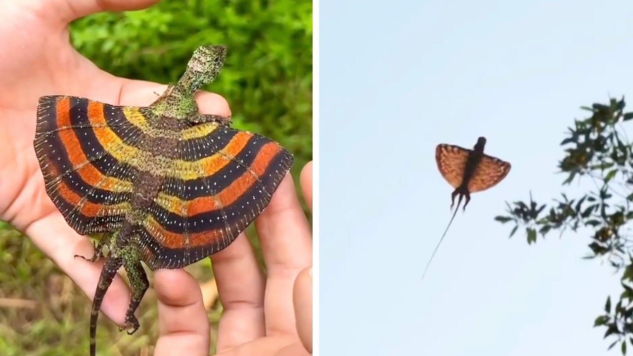Lo&agrave;i "rồng" tưởng chỉ c&oacute; trong truyền thuyết bất ngờ lộ diện gần Việt Nam: Sở hữu khả năng đ&aacute;ng kinh ngạc - Ảnh 1.
