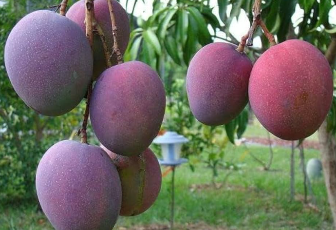 Loại quả &lsquo;trứng của mặt trời&rsquo; vừa được đấu gi&aacute; hơn 16 triệu đồng tại một quốc gia ch&acirc;u &Aacute;, Việt Nam vừa trồng th&agrave;nh c&ocirc;ng tại TP HCM - Ảnh 1.