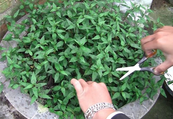 Lời khuy&ecirc;n d&agrave;nh cho c&aacute;c gia đ&igrave;nh đang trồng rau răm- Ảnh 2.