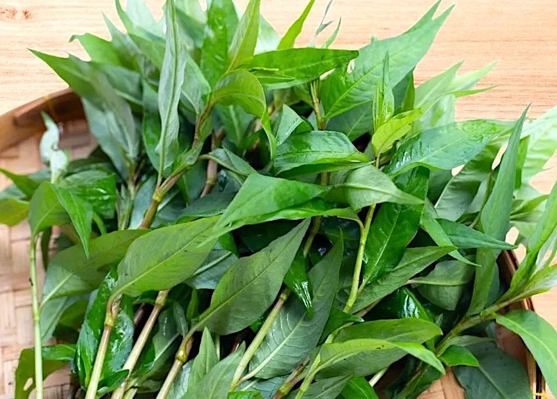 Lời khuy&ecirc;n d&agrave;nh cho c&aacute;c gia đ&igrave;nh đang trồng rau răm- Ảnh 3.