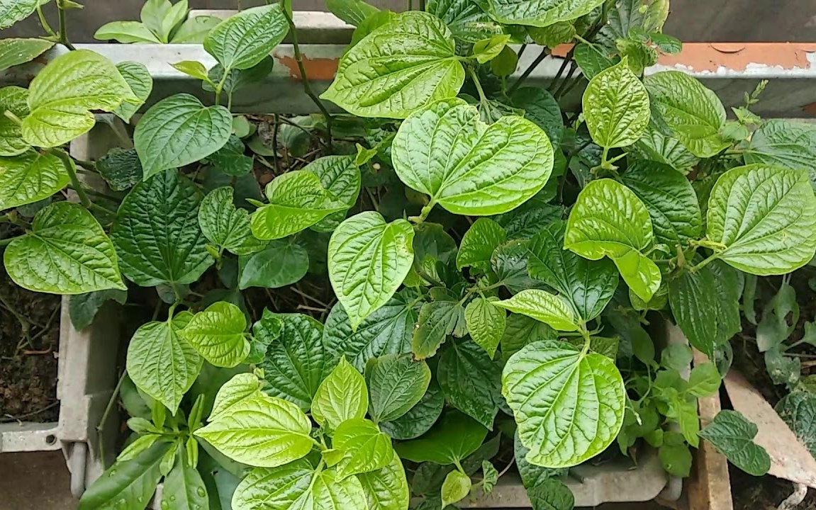5 loại c&acirc;y kh&ocirc;ng n&ecirc;n trồng trước cửa nh&agrave;: C&acirc;y c&agrave;ng xanh tốt nh&agrave; c&agrave;ng suy - Ảnh 1.