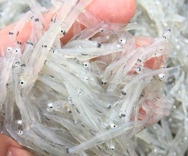 "Ngọc trong nước" độc nhất ở s&ocirc;ng Đ&agrave;, cực bổ dưỡng người gi&agrave; v&agrave; trẻ nhỏ đều th&iacute;ch - Ảnh 1.
