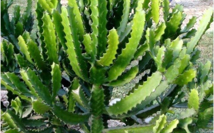Lời khuy&ecirc;n đến những gia đ&igrave;nh đang trồng riềng - Ảnh 1.
