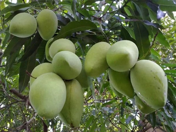 Lời khuy&ecirc;n d&agrave;nh cho những gia đ&igrave;nh đang trồng c&acirc;y xo&agrave;i- Ảnh 2.