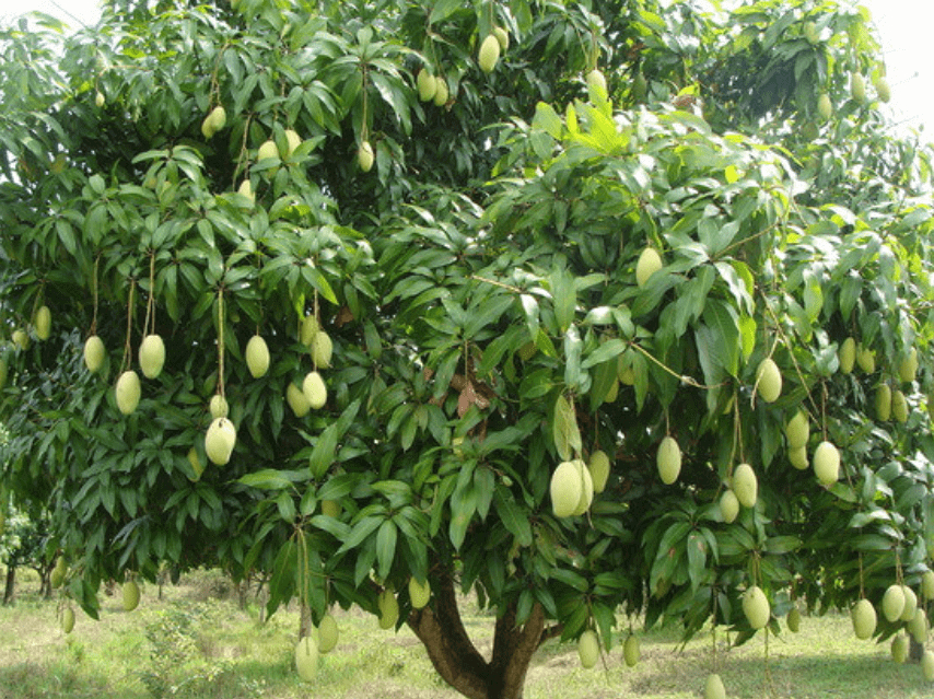 Lời khuy&ecirc;n d&agrave;nh cho những gia đ&igrave;nh đang trồng c&acirc;y xo&agrave;i- Ảnh 1.