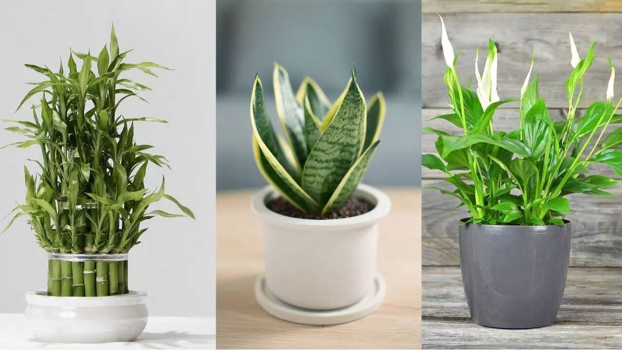 Đặt c&acirc;y xanh tr&ecirc;n b&agrave;n l&agrave;m việc: 4 điều ai cũng n&ecirc;n biết - Ảnh 2.