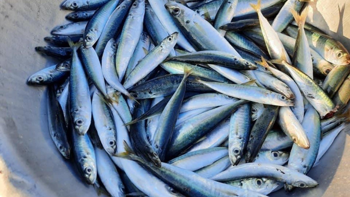 9 loại quả gi&agrave;u omega-3 bậc nhất - Ảnh 2.