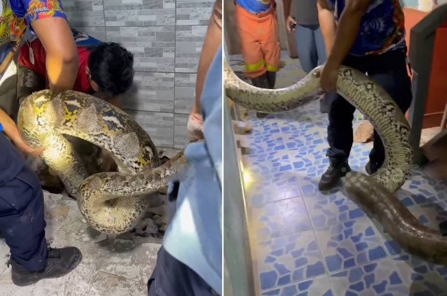 Bắt sống trăn khổng lồ d&agrave;i 5 m&eacute;t, nặng 30kg ẩn nấp trong k&yacute; t&uacute;c x&aacute; - Ảnh 1.