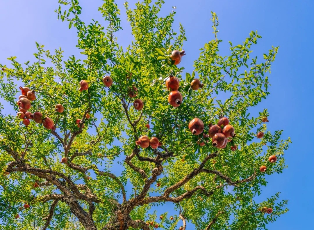 V&igrave; sao người xưa thường trồng c&acirc;y lựu trong s&acirc;n nh&agrave;?- Ảnh 1.