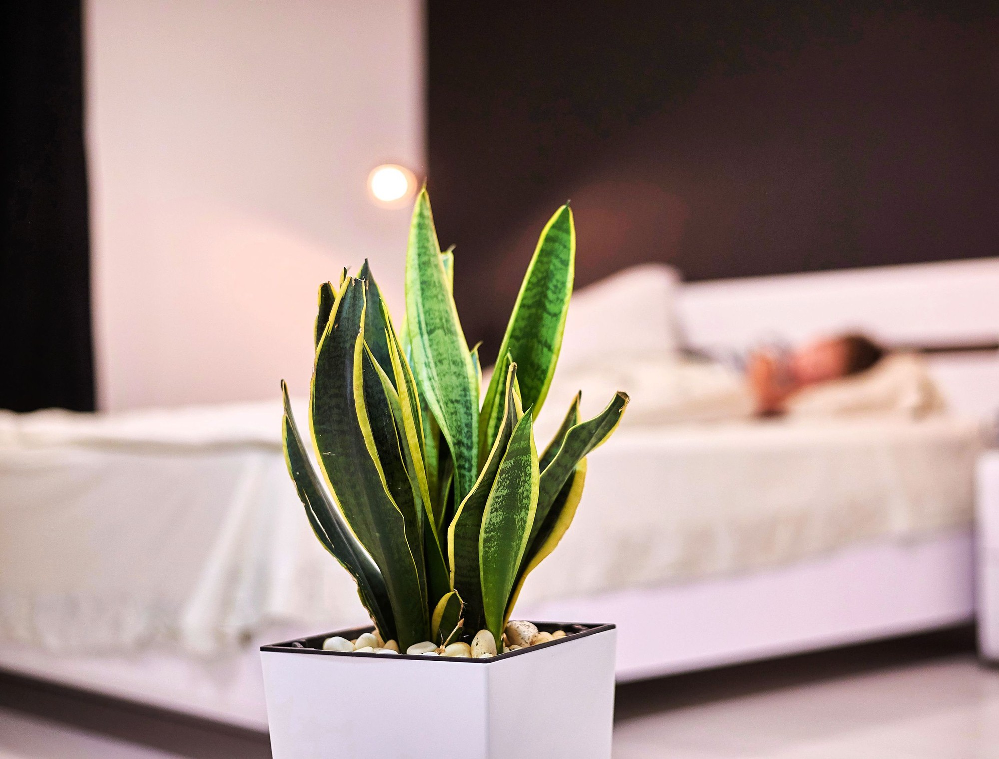 4 vị tr&iacute; n&ecirc;n tr&aacute;nh khi đặt c&acirc;y lưỡi hổ trong nh&agrave; - Ảnh 2.