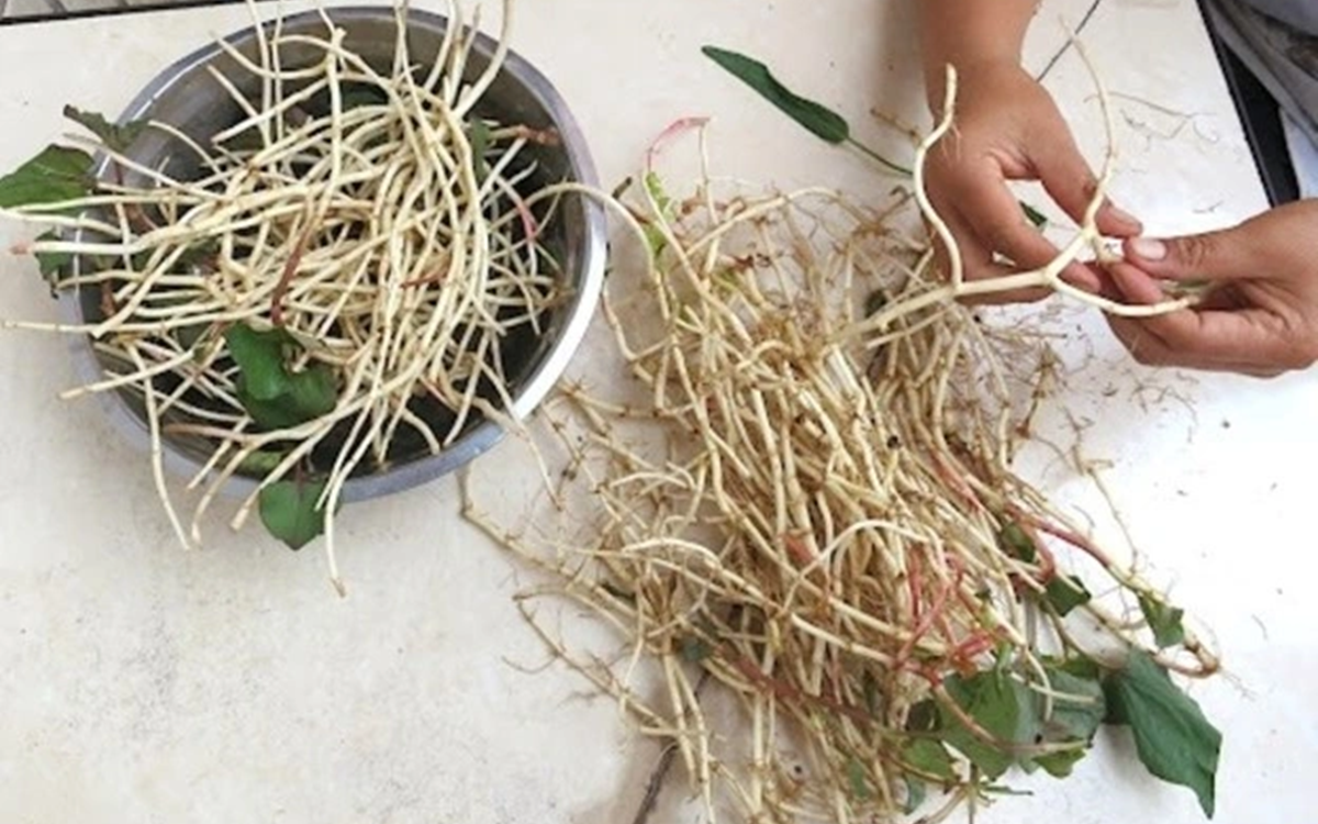 Đừng chỉ ăn quả, l&aacute; loại c&acirc;y n&agrave;y qu&yacute; như "nh&acirc;n s&acirc;m người ngh&egrave;o", mọc đầy ở qu&ecirc; nhưng &iacute;t ai biết- Ảnh 4.