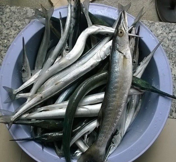 Loại c&aacute; c&oacute; t&ecirc;n "hờn cả thế giới", trả cao nhiều ngư d&acirc;n vẫn kh&ocirc;ng b&aacute;n: Si&ecirc;u gi&agrave;u omega-3, thịt cực ngọt v&agrave; thơm ngon - Ảnh 1.