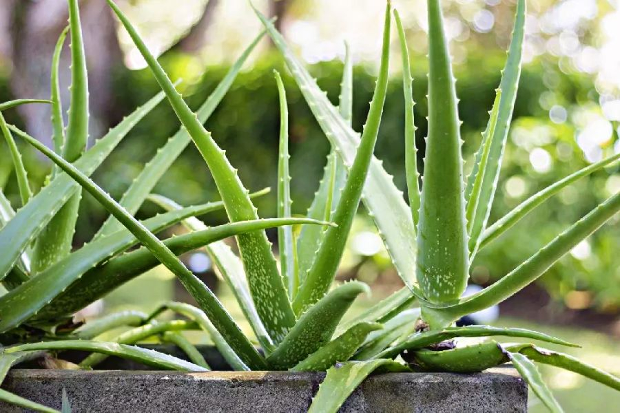 V&igrave; sao nhiều người th&iacute;ch trồng nha đam quanh nh&agrave;?- Ảnh 1.