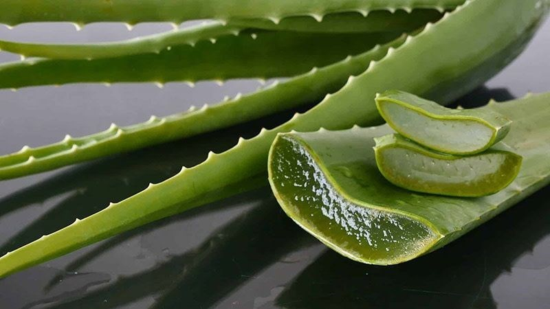 V&igrave; sao nhiều người th&iacute;ch trồng nha đam quanh nh&agrave;?- Ảnh 2.