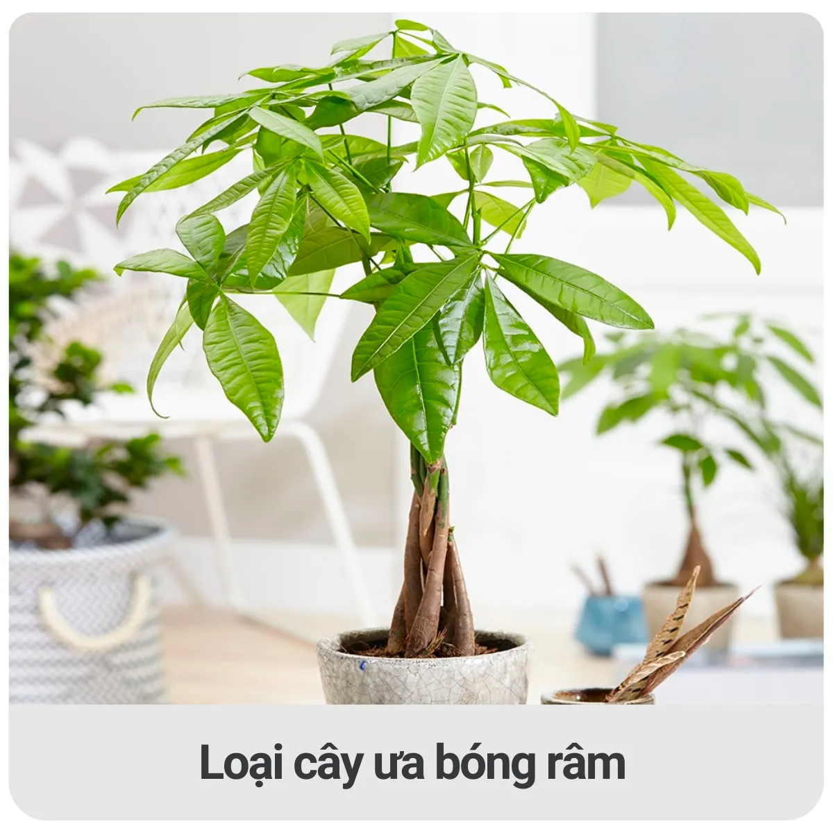 Người xưa dặn: Nh&agrave; c&oacute; 5 c&acirc;y n&agrave;y, kh&ocirc;ng chỉ đẹp sang, c&agrave;ng trồng c&agrave;ng may mắn, bảo sao người gi&agrave;u th&iacute;ch m&ecirc;- Ảnh 1.