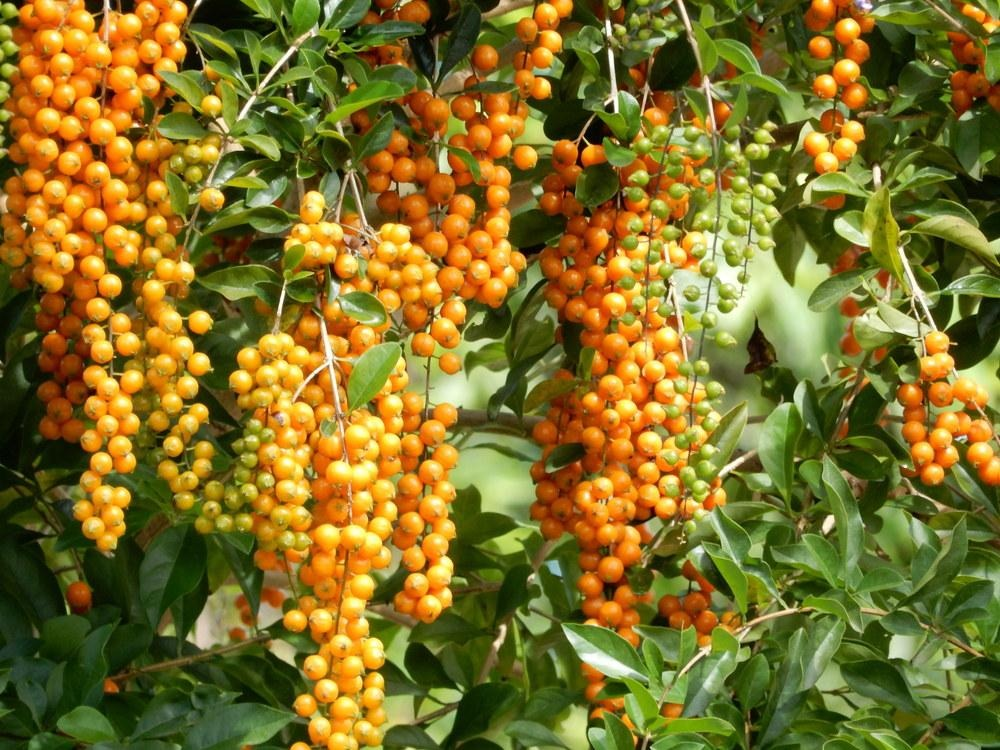 Người xưa dặn: Nh&agrave; c&oacute; 5 c&acirc;y n&agrave;y, kh&ocirc;ng chỉ đẹp sang, c&agrave;ng trồng c&agrave;ng may mắn, bảo sao người gi&agrave;u th&iacute;ch m&ecirc;- Ảnh 3.
