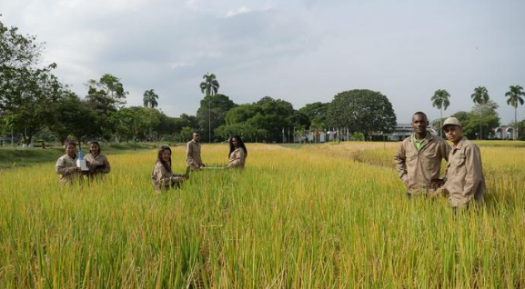 Một quốc gia ch&acirc;u &Aacute; mang c&ocirc;ng nghệ l&uacute;a gạo đến ch&acirc;u Phi, 10 năm sau thu kết quả bất ngờ- Ảnh 1.