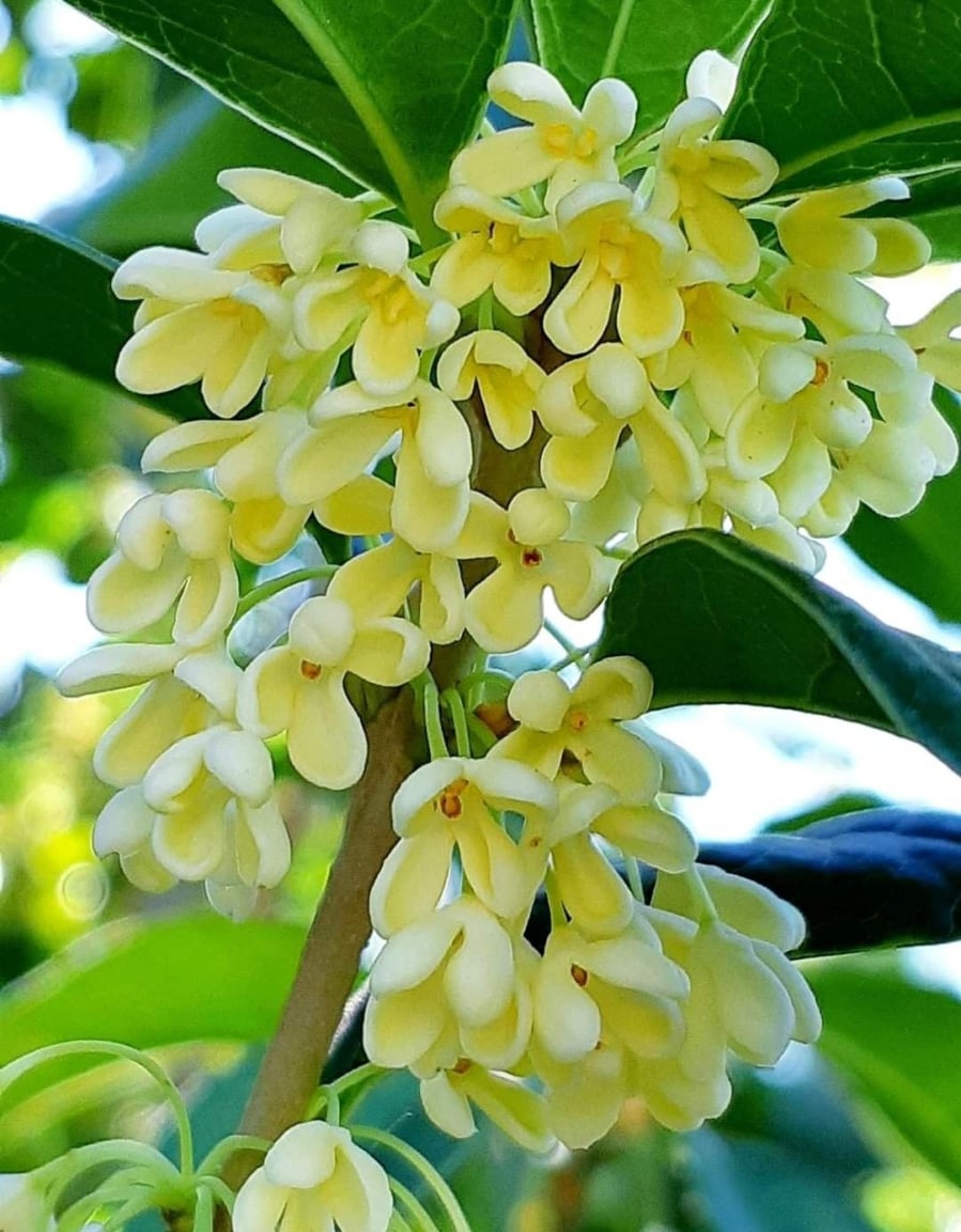 4 loại c&acirc;y "đại c&aacute;t", rất n&ecirc;n trồng trong nh&agrave;- Ảnh 3.