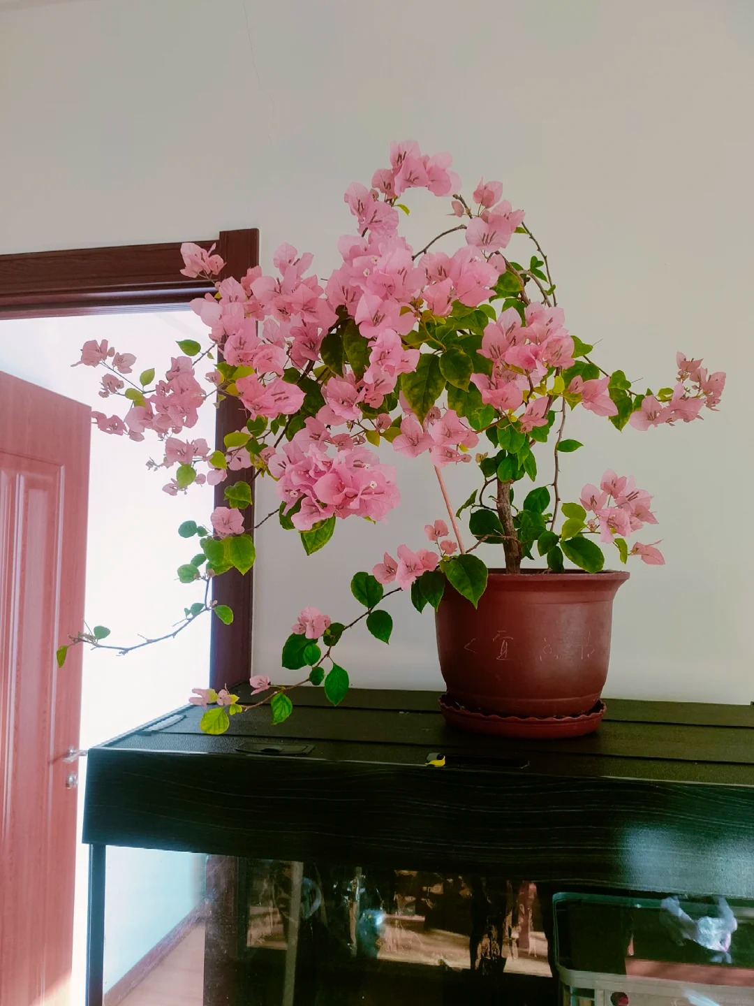Lời khuy&ecirc;n cho người muốn trồng hoa giấy bonsai trong nh&agrave;- Ảnh 4.