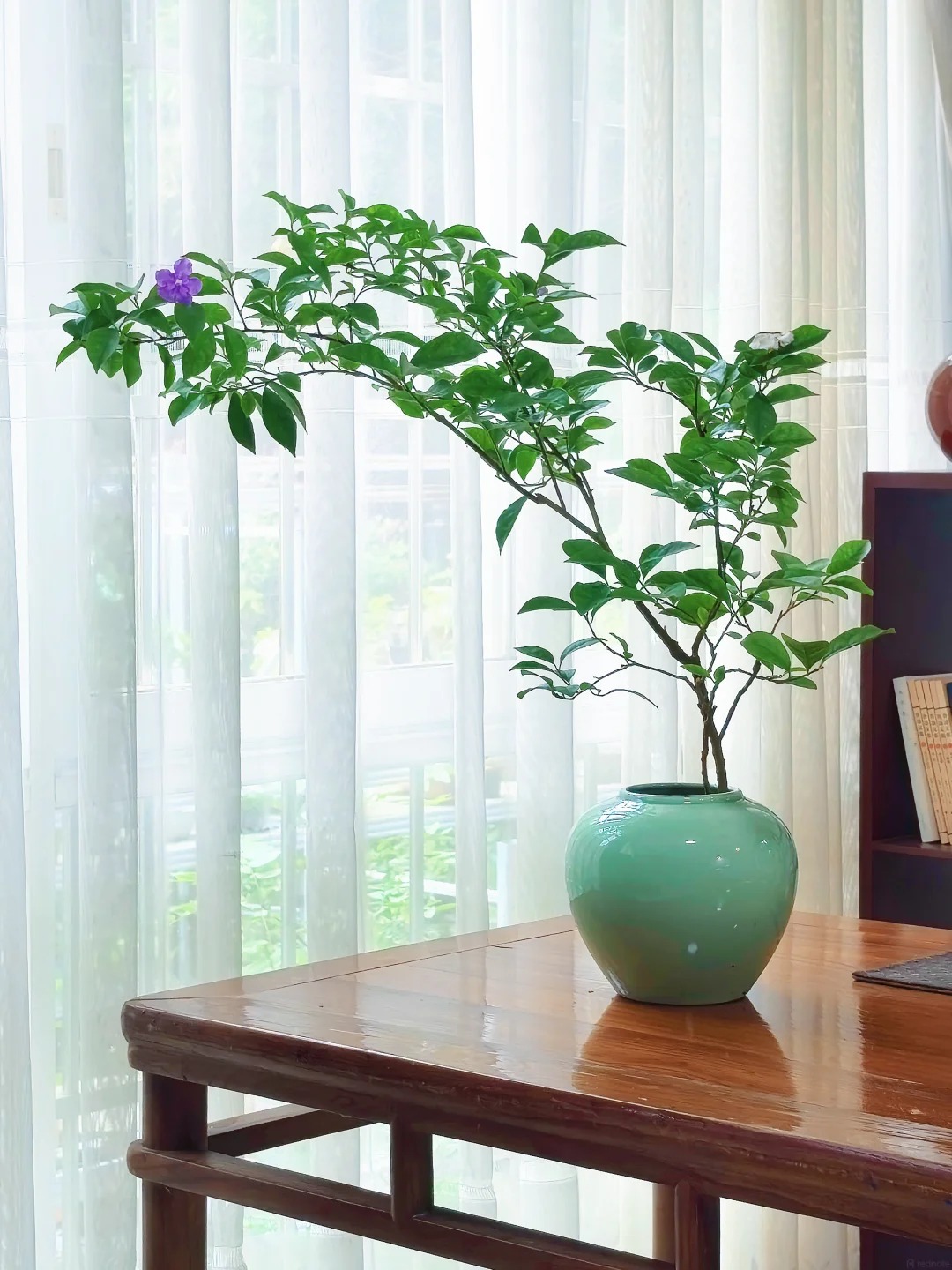 Lời khuy&ecirc;n cho người muốn trồng hoa giấy bonsai trong nh&agrave;- Ảnh 5.