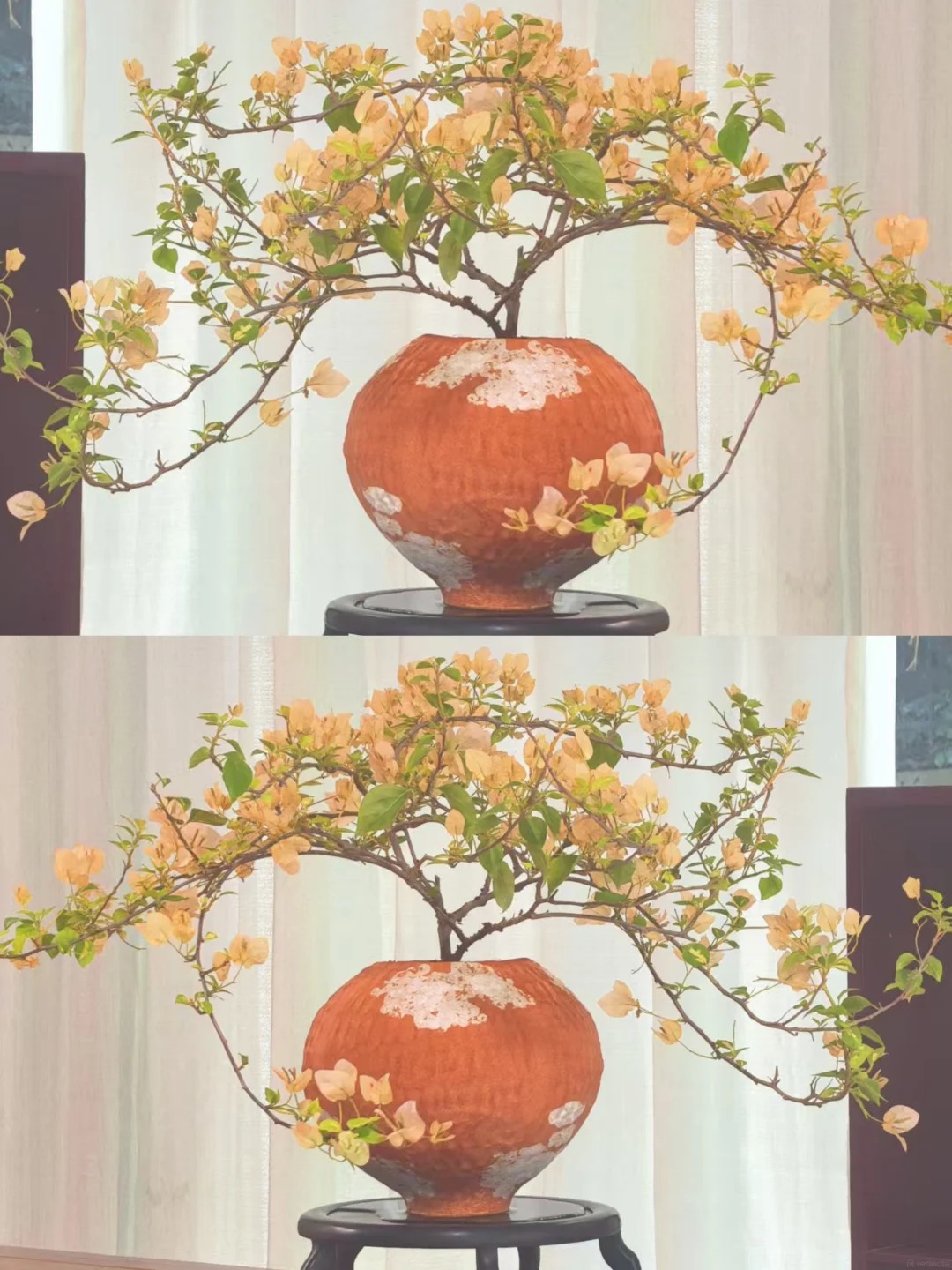 Lời khuy&ecirc;n cho người muốn trồng hoa giấy bonsai trong nh&agrave;- Ảnh 3.