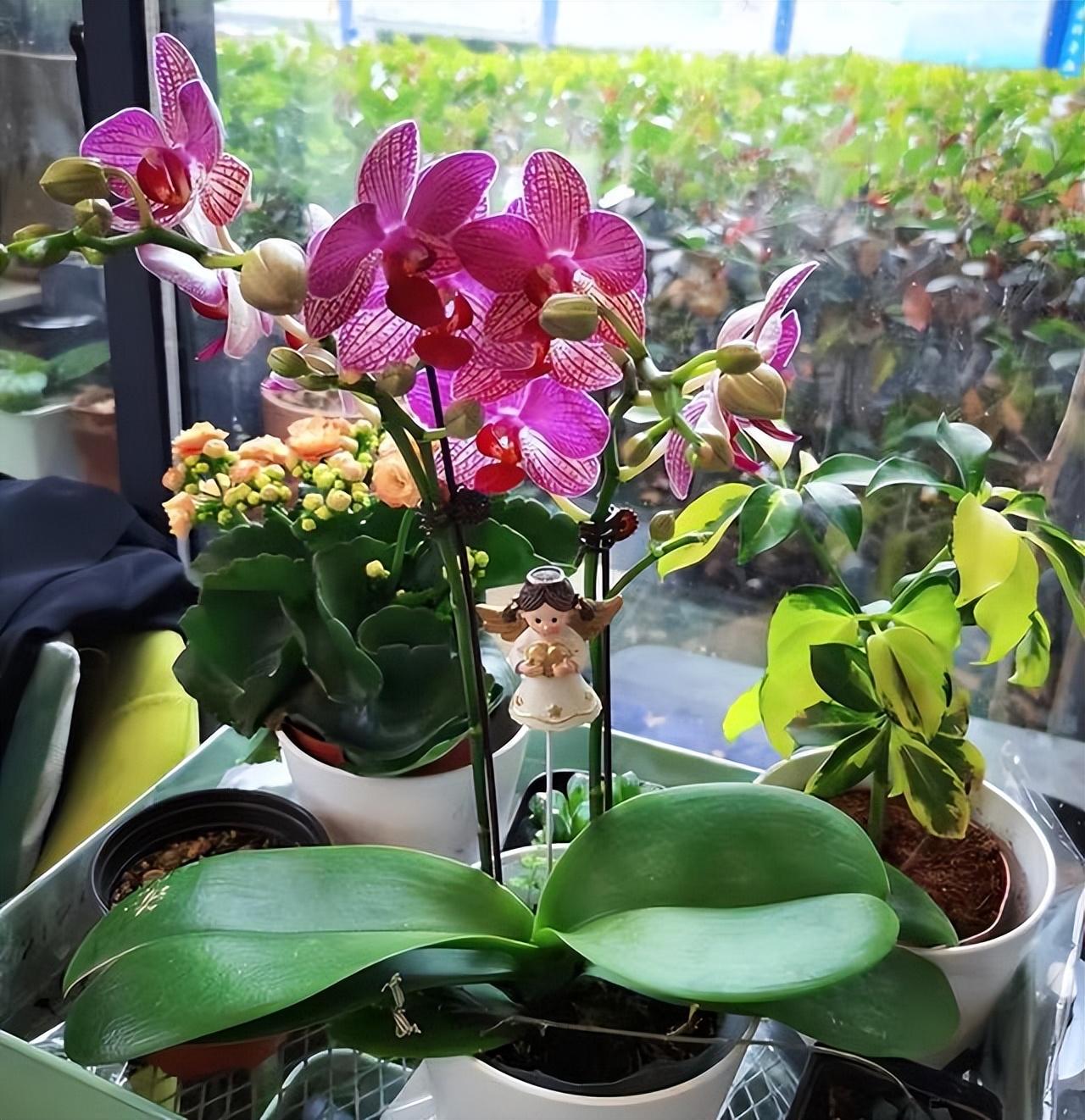 Người phụ nữ g&acirc;y sốt với &ldquo;ph&ograve;ng kh&aacute;ch hoa lan&rdquo; hơn 1.000 chậu: Kh&ocirc;ng gian ngập sắc hoa khiến ai nh&igrave;n cũng muốn ngắm m&atilde;i- Ảnh 4.