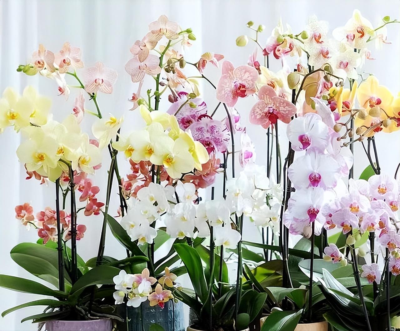 Người phụ nữ g&acirc;y sốt với &ldquo;ph&ograve;ng kh&aacute;ch hoa lan&rdquo; hơn 1.000 chậu: Kh&ocirc;ng gian ngập sắc hoa khiến ai nh&igrave;n cũng muốn ngắm m&atilde;i- Ảnh 12.