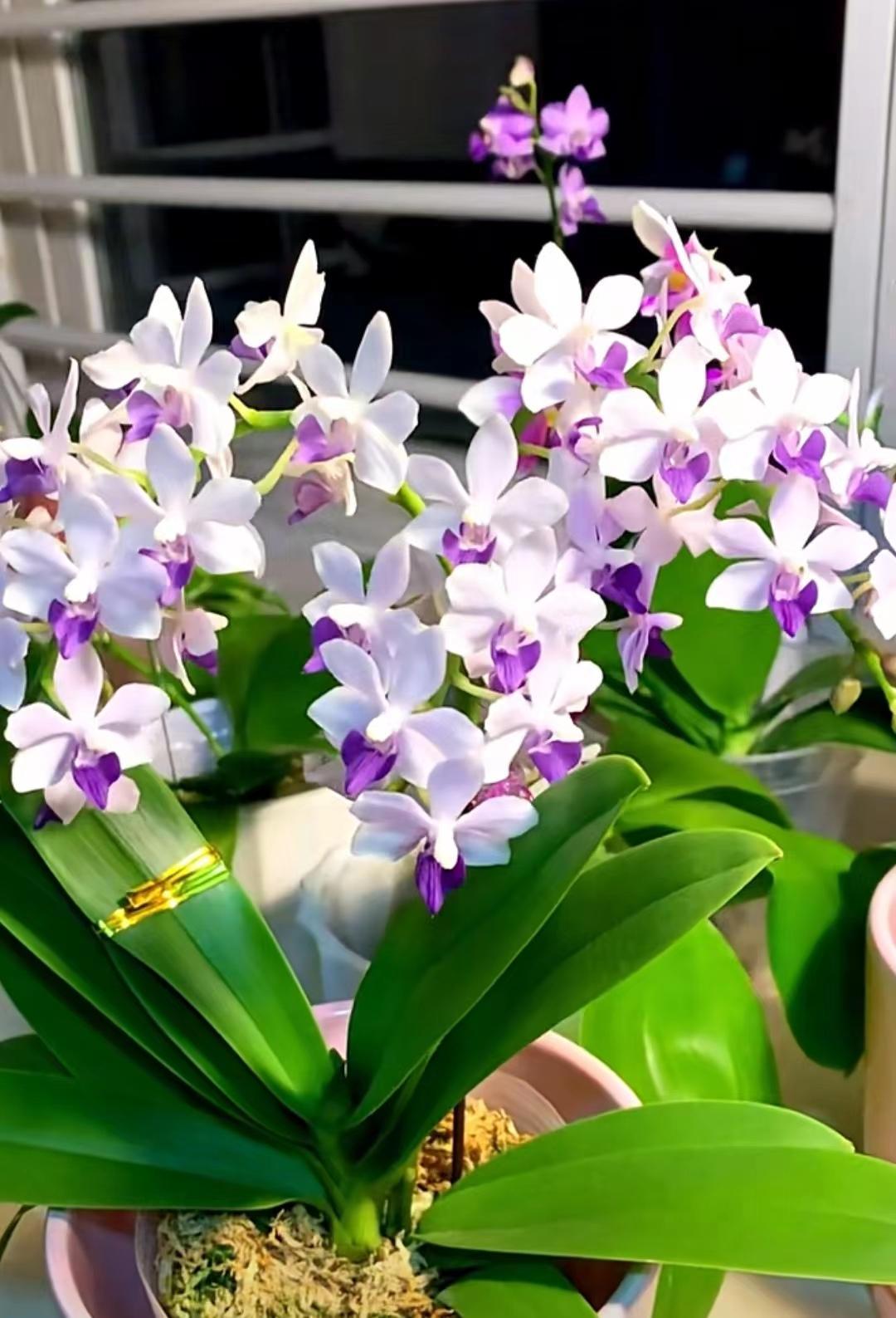 Người phụ nữ g&acirc;y sốt với &ldquo;ph&ograve;ng kh&aacute;ch hoa lan&rdquo; hơn 1.000 chậu: Kh&ocirc;ng gian ngập sắc hoa khiến ai nh&igrave;n cũng muốn ngắm m&atilde;i- Ảnh 6.