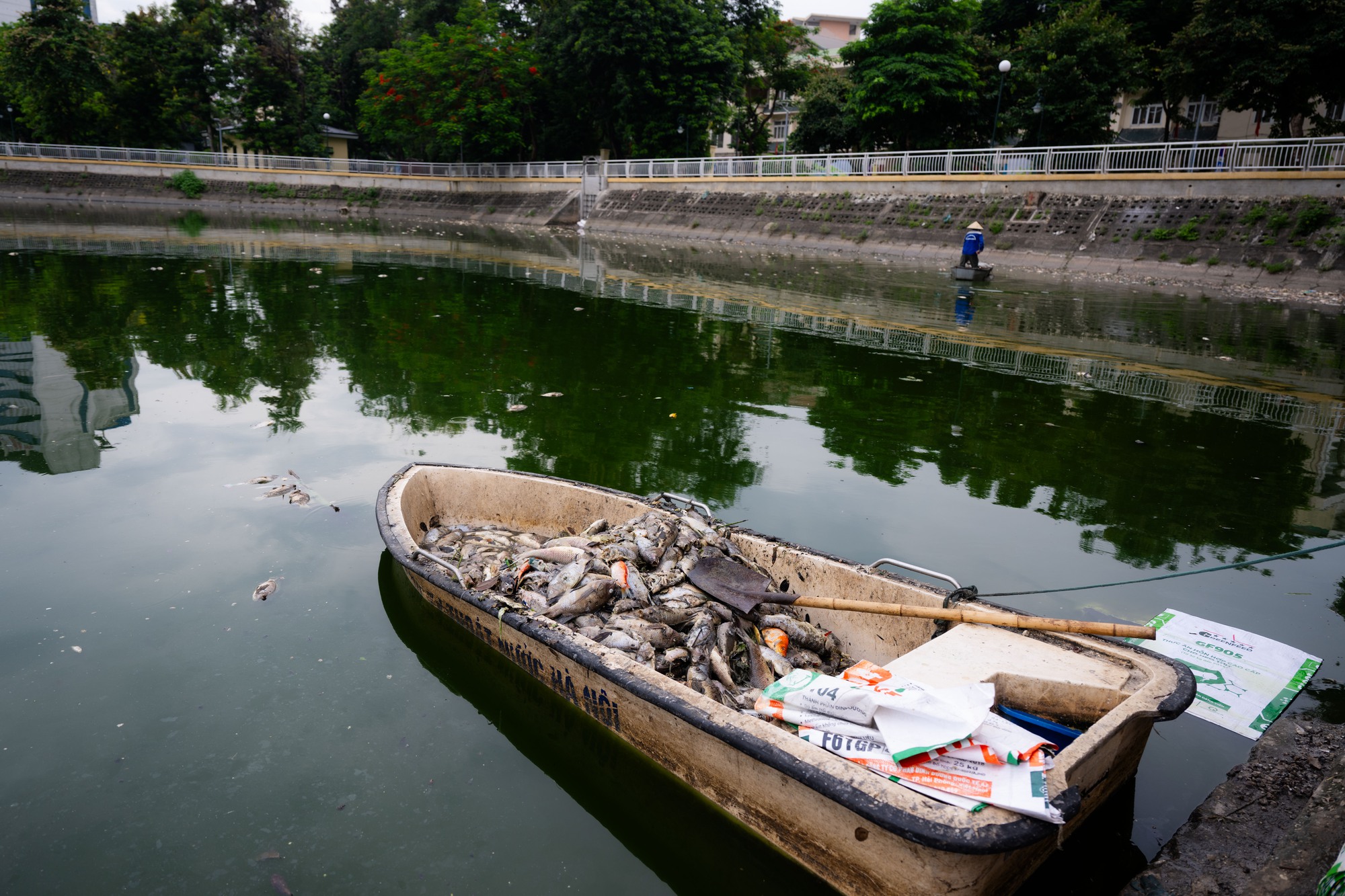 Hà Nội: Cá chết trắng hồ Nghĩa Đô, cảnh tượng bất thường "chưa từng thấy"- Ảnh 4. Hà Nội: Cá chết trắng hồ Nghĩa Đô, cảnh tượng bất thường "chưa từng thấy"- Ảnh 4.