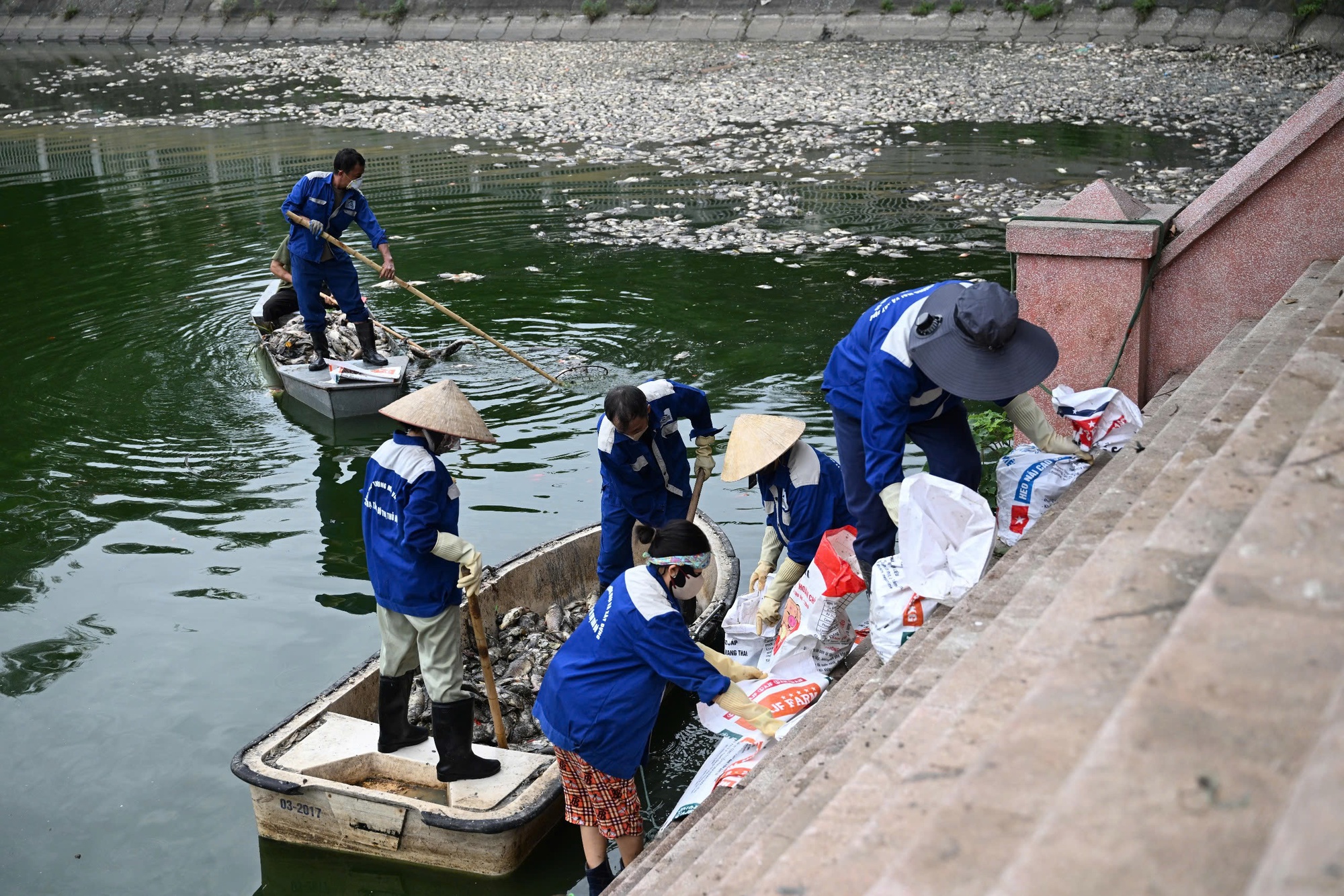 Hà Nội: Cá chết trắng hồ Nghĩa Đô, cảnh tượng bất thường "chưa từng thấy"- Ảnh 6. Hà Nội: Cá chết trắng hồ Nghĩa Đô, cảnh tượng bất thường "chưa từng thấy"- Ảnh 6.