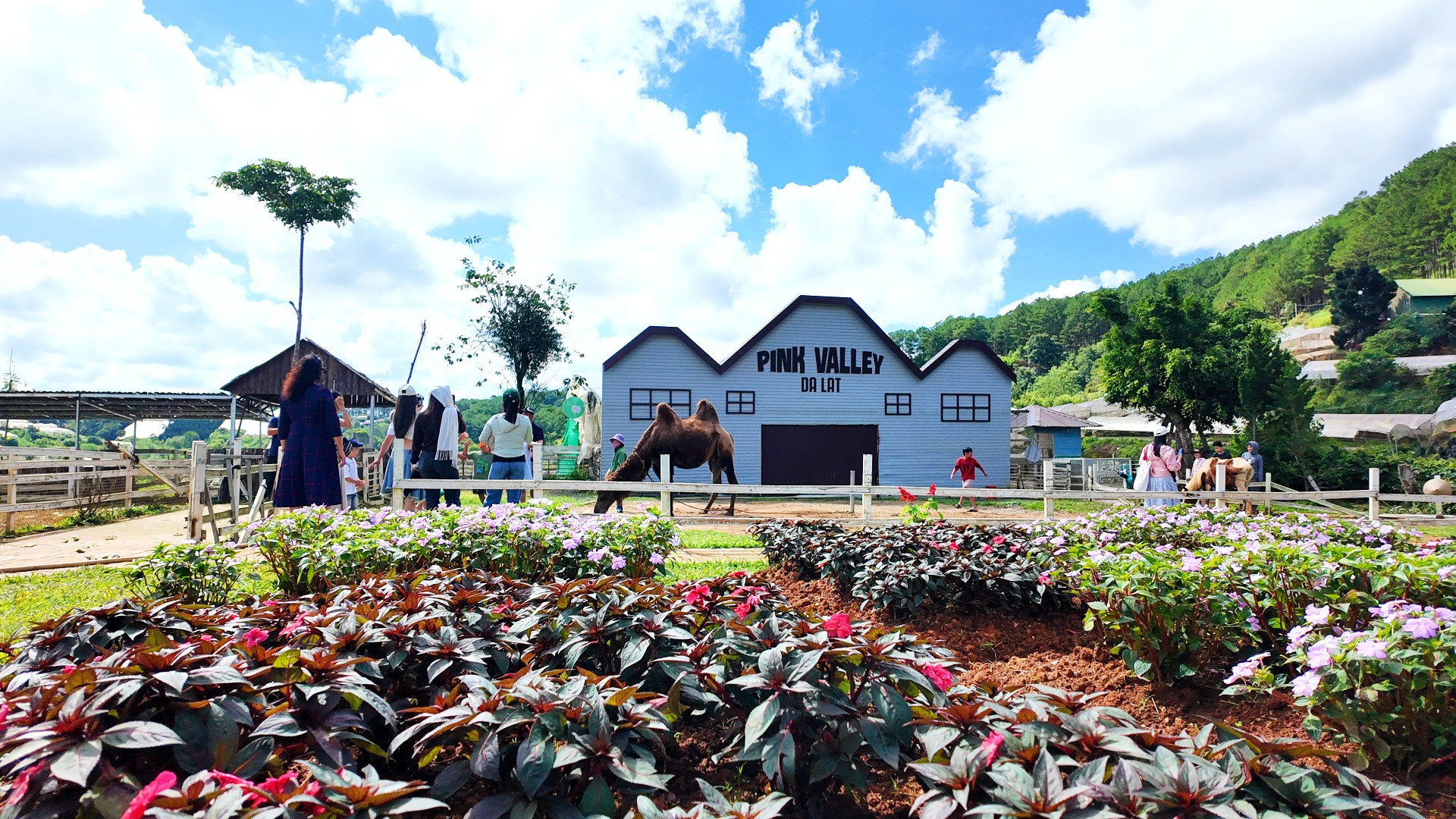 Pink Valley: Thung lũng đẹp như cổ t&iacute;ch ở Đ&agrave; Lạt khiến giới trẻ m&ecirc; mẩn chỉ với 120.000 đồng - Ảnh 5.