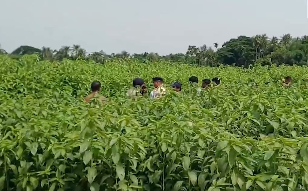 Ph&aacute;t hiện 6,2 tỷ đồng tiền mặt ch&ocirc;n tr&ecirc;n c&aacute;nh đồng đay - Ảnh 1.