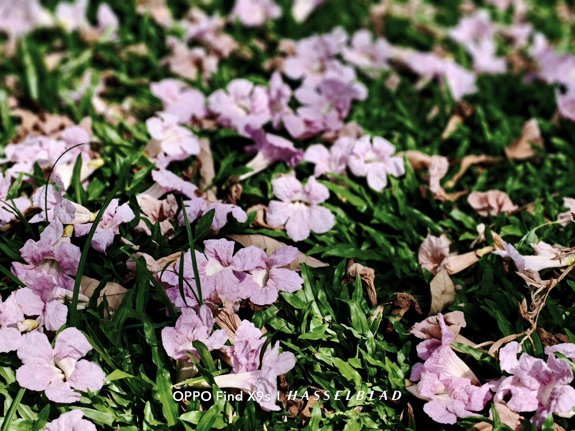 OPPO Find X9s: Chiếc flagship nhỏ gọn cho những chuyến đi nhiều cảm xúc - Ảnh 5. OPPO Find X9s: Chiếc flagship nhỏ gọn cho những chuyến đi nhiều cảm xúc - Ảnh 5.