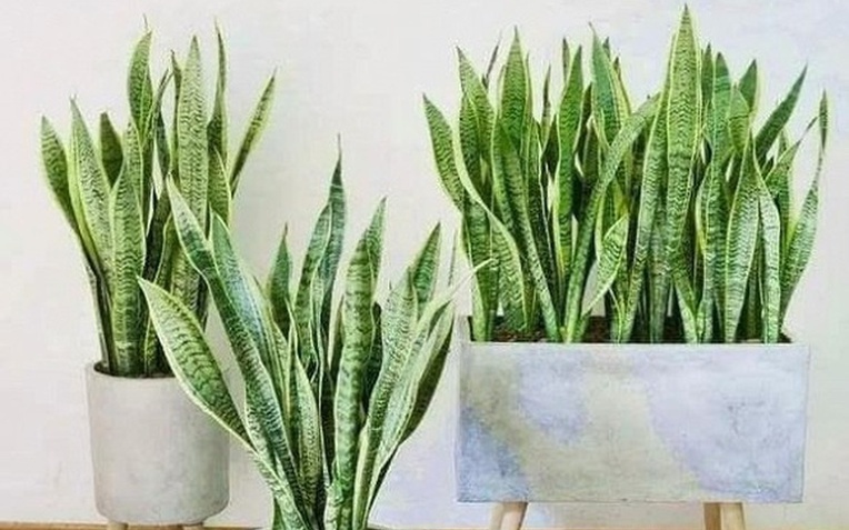 6 lời khuy&ecirc;n d&agrave;nh cho c&aacute;c gia đ&igrave;nh đang trồng c&acirc;y trầu b&agrave; - Ảnh 1.