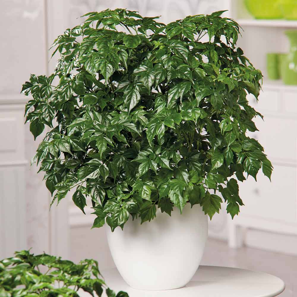 6 loại c&acirc;y mang lại vận may, n&ecirc;n trồng ở ban c&ocirc;ng- Ảnh 2.